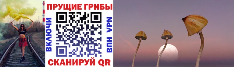 цены наркотик  Чаплыгин  Псилоцибиновые грибы GOLDEN TEACHER 